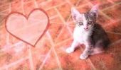 10 raisons d'un chat fait le meilleur Valentine