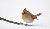 Quels sont les inconvénients de l'oiseau nourrir en hiver?  - En savoir plus