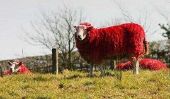 Le mouton rouge de l'Ecosse