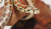 Serpents en Crète - informations utiles pour les voyageurs