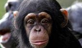 Chimpanzés sont maintenant 'persons'-ici juridiques ce que cela signifie