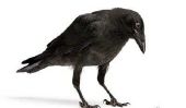 Alimentation Crows - il vous faut payer