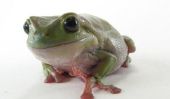 Profil clair Kissnofrog - Pour publier correctement