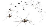 Les moustiques - causes et le développement