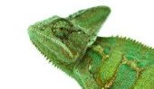 Chameleon - maintien et les soins