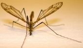 Les moustiques peuvent piquer ou mordre?  - Notes