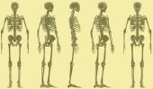 Os dans le corps humain - explique la structure du squelette adapté aux enfants