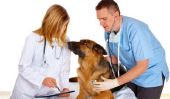 Combien vous gagnez en tant que vétérinaire?  - Connaître la profession