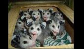 Nouvelle-Zélande déclare la guerre aux opossums parce qu'ils sont les pires jamais Marsupiaux