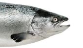 Omega 3 - l'huile de saumon comme additif alimentaire pour chien