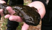 Hellbender Faits et Habitat: US Fish and Wildlife Service pouvez mettre de l'Amérique du Nord Biggest Salamandre sur Endangered Species List