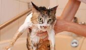 lavage de Cat - vous devriez considérer