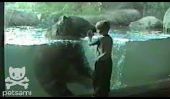 Ours joue avec Boy Grâce Zoo verre (Vidéo)