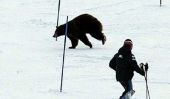 Bizarre hiver Météo Arrêts ours en hibernation