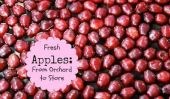 Comment pommes Gagnez de l'Orchard à Votre Épicerie