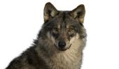 Wolfhounds américains - informations de la course