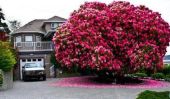 Un véritable défi à l'Gardener: Rhododendron Cynthia