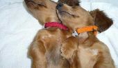 Laissez Sleeping Dogs Lie: précieuses photos de chiots Asleep