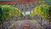 Un cas de Bordeaux les Blues: Comment une «pénurie de Global Wine 'pourrait être le plus grand Buzzkill
