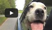 «Vent dans mes oreilles de la vidéo des chiens Au volant apporte The Happy