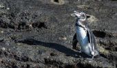 Galapagos penguin - En savoir pour les espèces rares