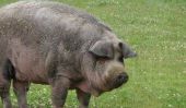 Voilà Certains Pig: 1000-Pound Pig Sauvetages Félidés