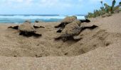 Sea Turtle oeufs de Costa Rica: Un 'Killer Aphrodisiaque "Buried in Conflict et culturels Traditions