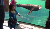 Suivre Sea Lion réagir à Little Girl Falling Down (Vidéo)