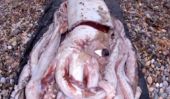 Calmar géant vidéo: Propriété Sous Débat Après 400-Pound, de 30 pieds de la mer Lavage de monstre à terre sur la plage espagnole [VIDEO]