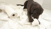 Labrador retriever - sachant à propos de l'attitude et de la manutention