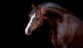 Chevaux arabes - la nature et la conformation du cheval arabe Regards