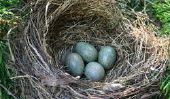Œufs Blackbird - des informations sur l'élevage et l'apparence