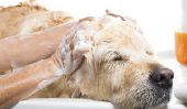 Shampooing normal pour les chiens?  - Lave-chien accessible facile