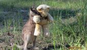Cette Orphaned Kangourou a été pris Serrant un ours en peluche et OHMYGOSH SO CUTE