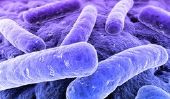 Les micro-organismes et bactéries - les différences