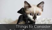 7 choses à considérer avant d'acheter un chaton
