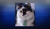 Family Calls 911 Après leur chat 'Lux' les tient en otage