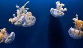Espèces de méduses - Connaître les invertébrés