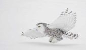 Snowy Owl faits: oiseaux de l'Arctique Repéré dans le New Jersey et le Sud, ce qui est derrière étrange sur le vif?