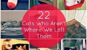 22 chats qui sont pas là où vous les avez laissés