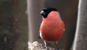 Déterminer les oiseaux chanteurs - comment cela fonctionne: