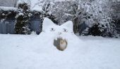 Cet igloo de chat est très probablement la meilleure utilisation de la neige jamais