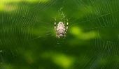 Araignées en Turquie - de sorte que vous reconnaissent araignées venimeuses