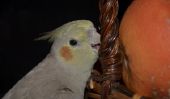 Cockatiels - jeu et de l'emploi des idées pour petits perroquets