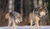 Loups en hiver - sur votre comportement