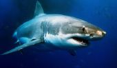Le grand requin blanc dans la mer du Nord?  - Découvrez l'habitat des requins