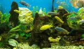 Poids de la pierre - que vous devriez considérer lors de l'assemblage de votre aquarium