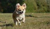 Chihuahua Puppy - la tenue et la manipulation