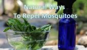 DIY Basil spray anti-moustique