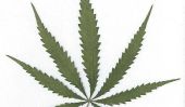 Washington DC de Weed juridique: Marijuana dépénalisée dans Capitol de Nation